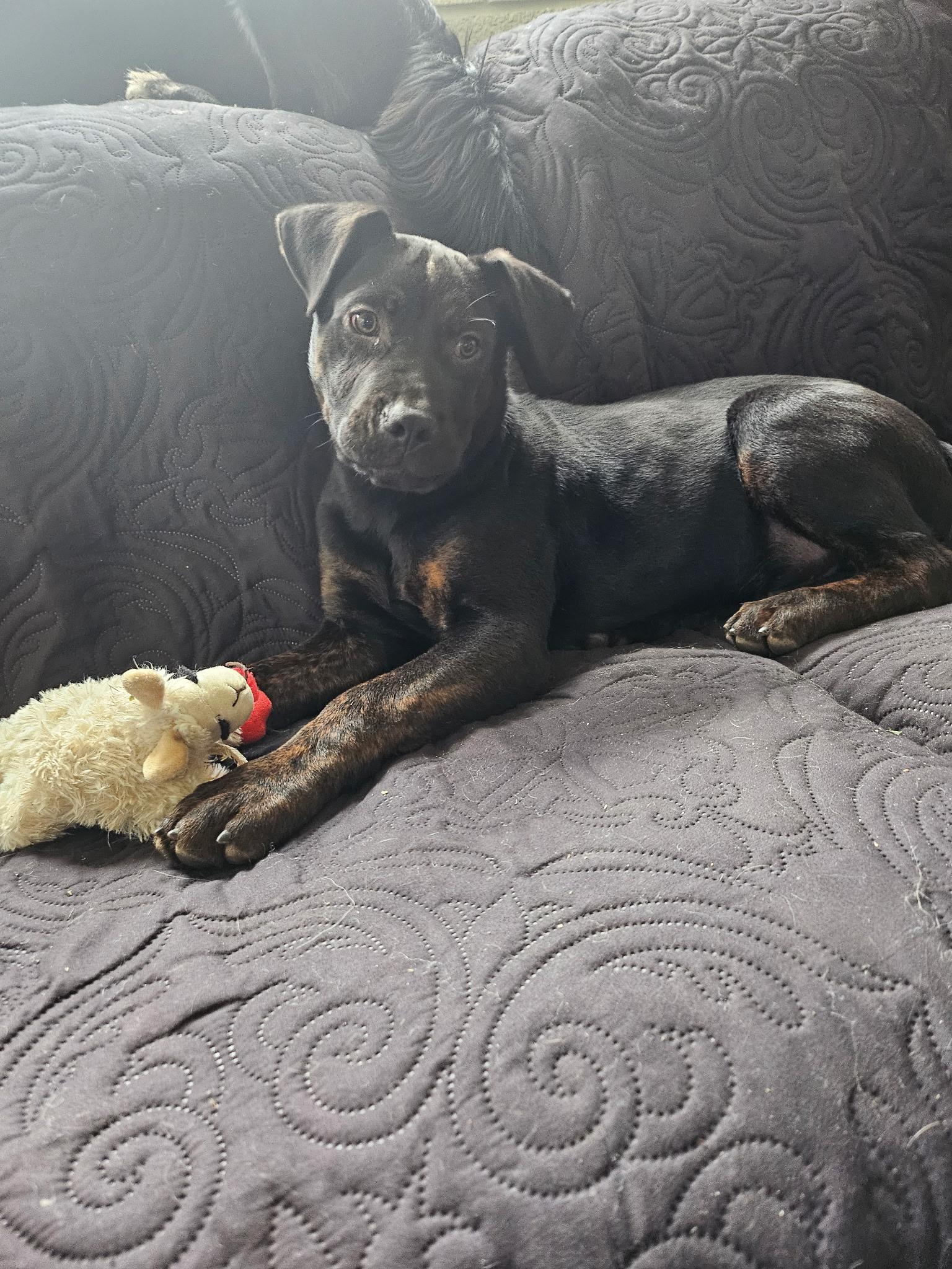 Enlarge Woofus du sol, a Adoptable mixed breed in Evergreen, CO image 1/1