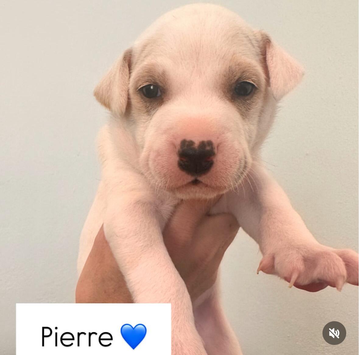 Pierre  The Itty thumbnail 2