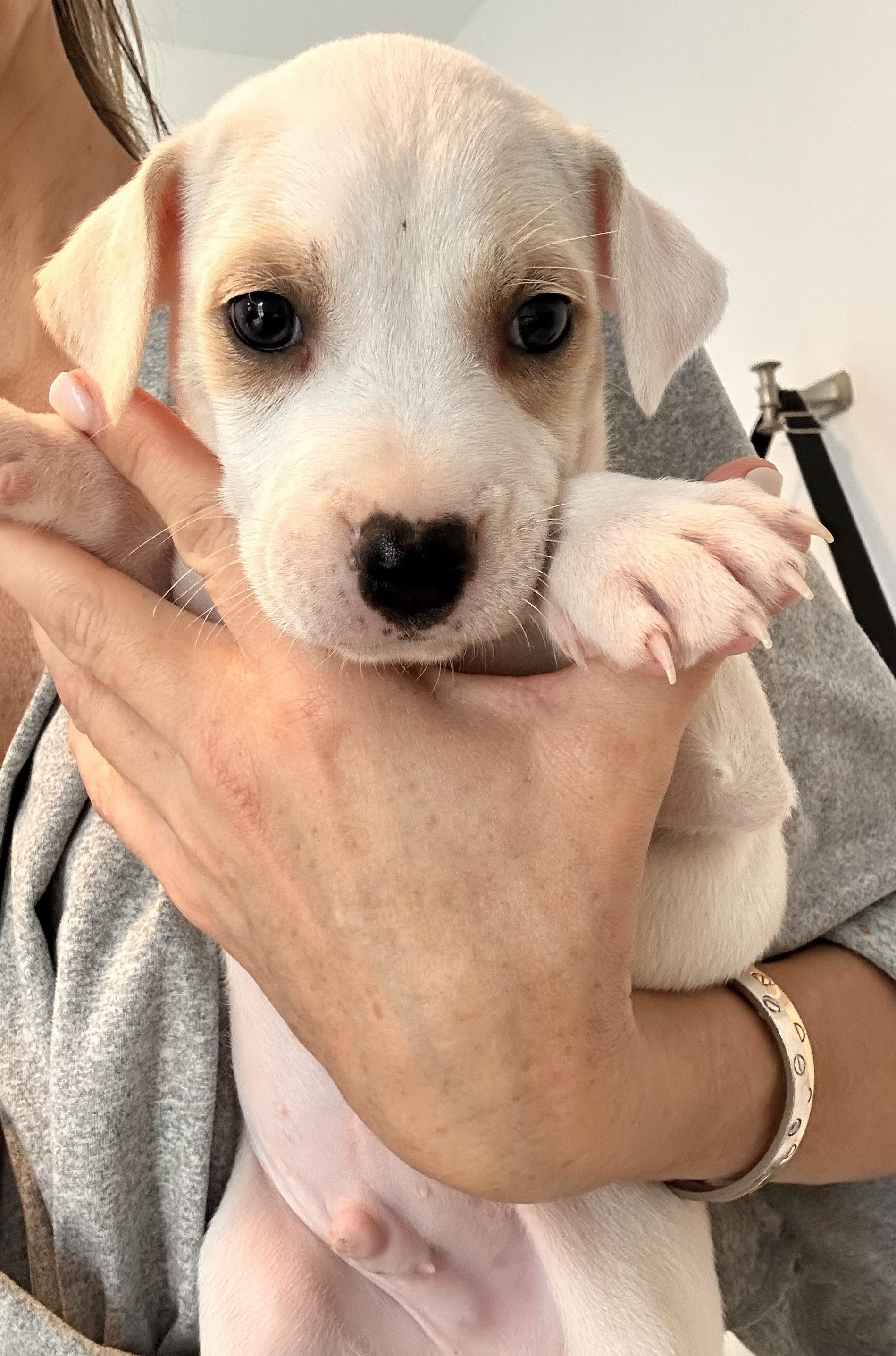 Pierre  The Itty thumbnail 3