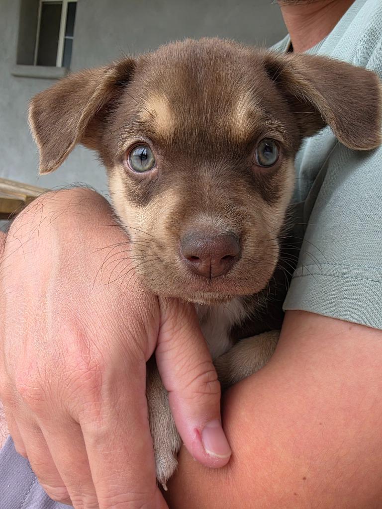 Red Sox, Adoptable, Puppy Female Basenji & Australian Shepherd.