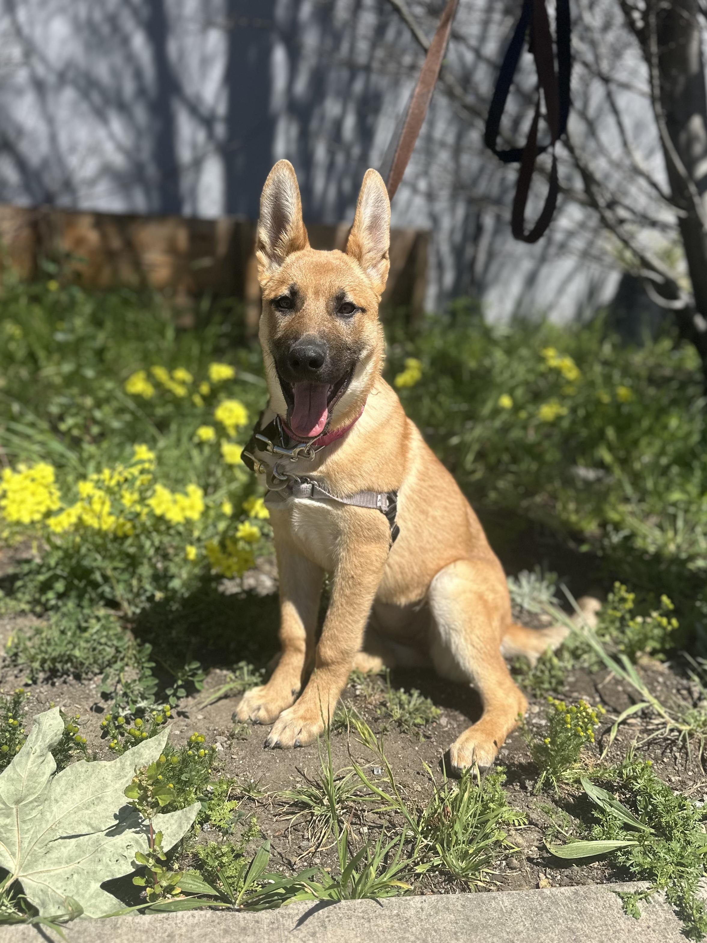 Enlarge Hanalei, an adopted mixed breed in Berkeley, CA image 2/6