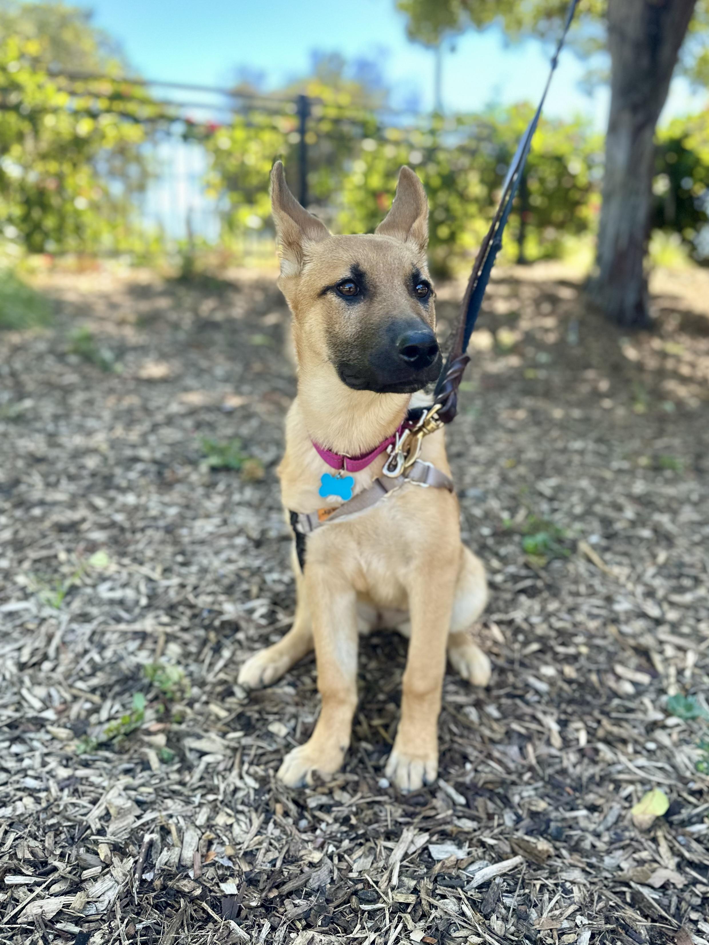Hanalei, adopted, Puppy Female German Shepherd Dog.