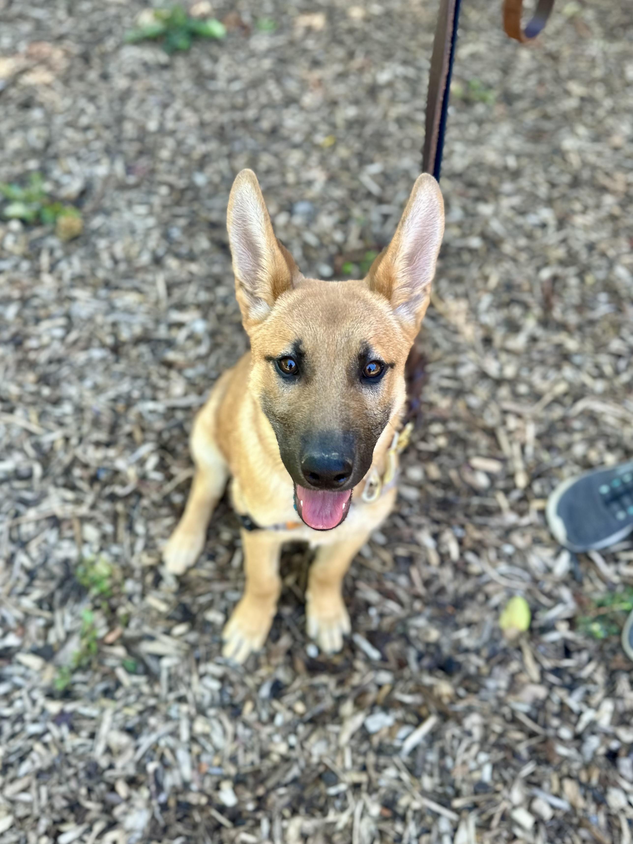 Enlarge Hanalei, an adopted mixed breed in Berkeley, CA image 3/6