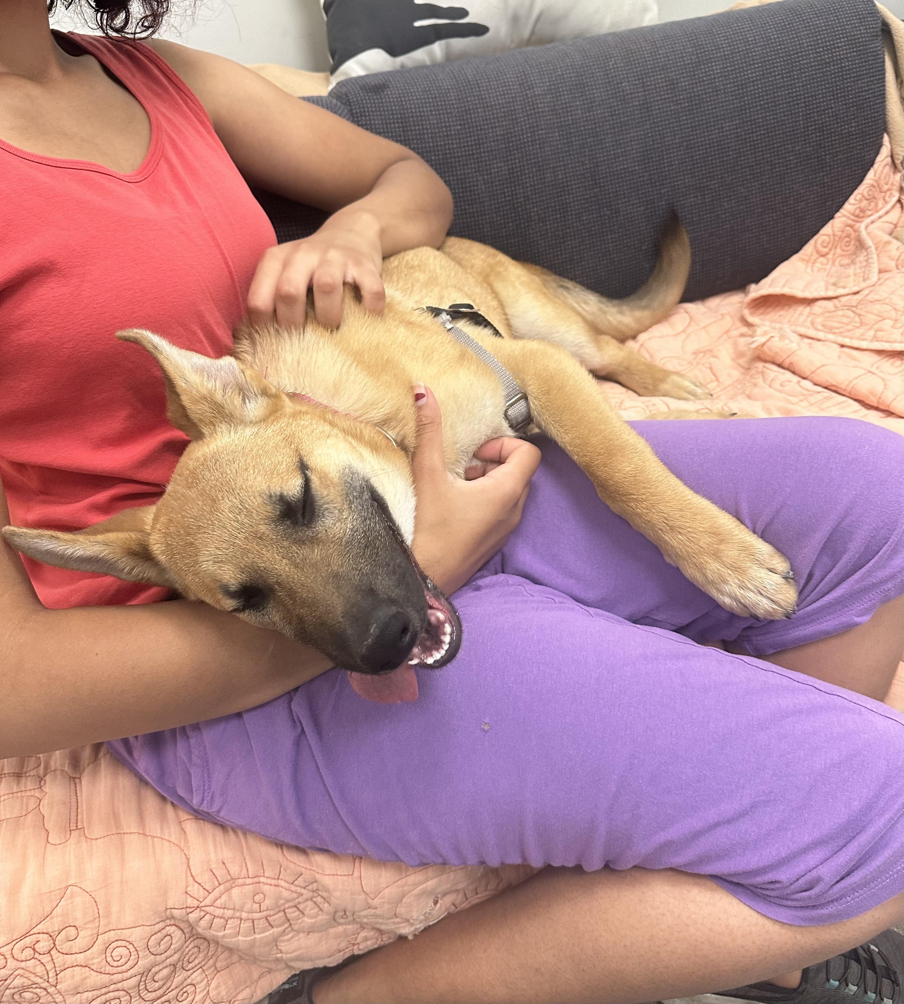 Enlarge Hanalei, an adopted mixed breed in Berkeley, CA image 4/6