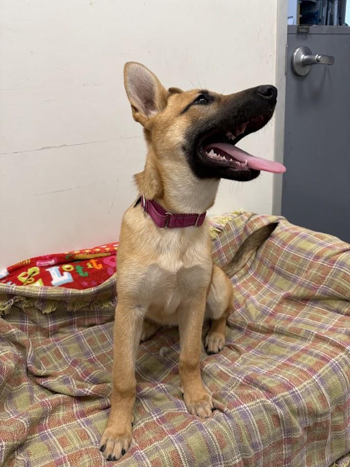 Enlarge Hanalei, an adopted mixed breed in Berkeley, CA image 6/6