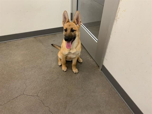 Enlarge Hanalei, an adopted mixed breed in Berkeley, CA image 5/6