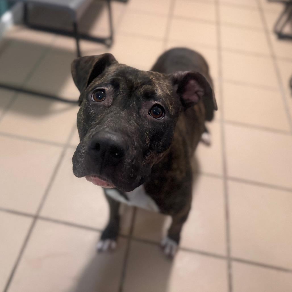 China, a Adoptable mixed breed in Starkville, MS image 1/6