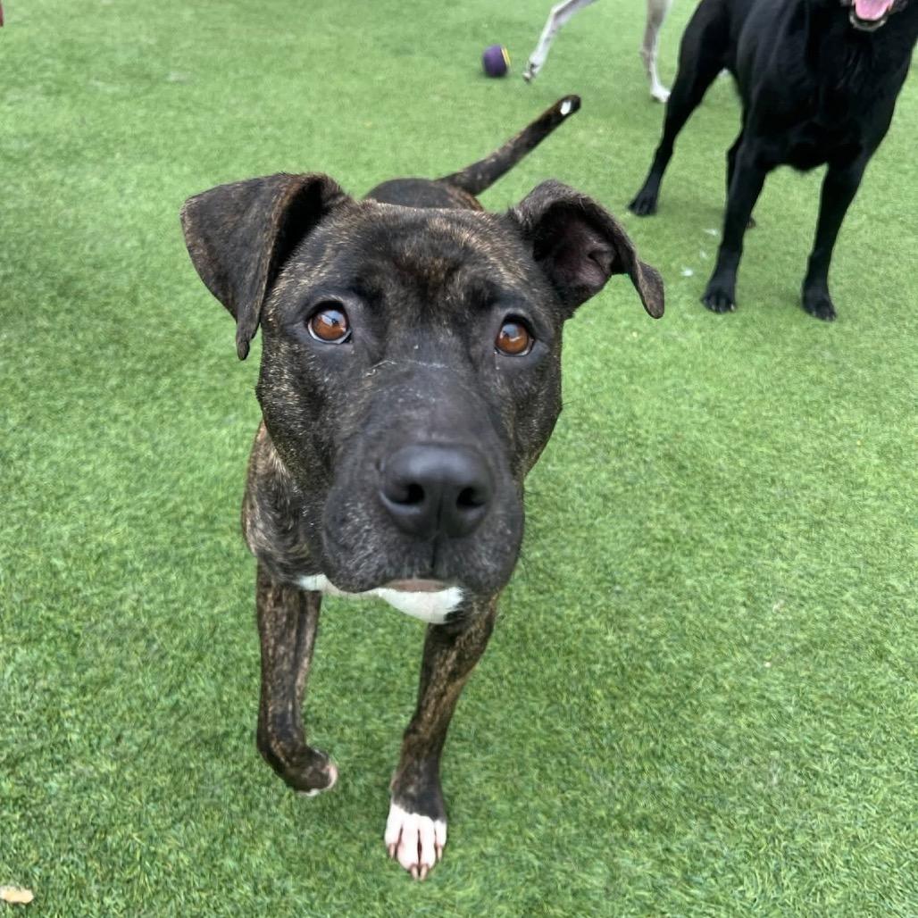 China, a Adoptable mixed breed in Starkville, MS image 3/6