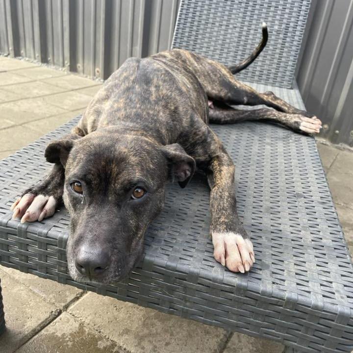 China, a Adoptable mixed breed in Starkville, MS image 4/6