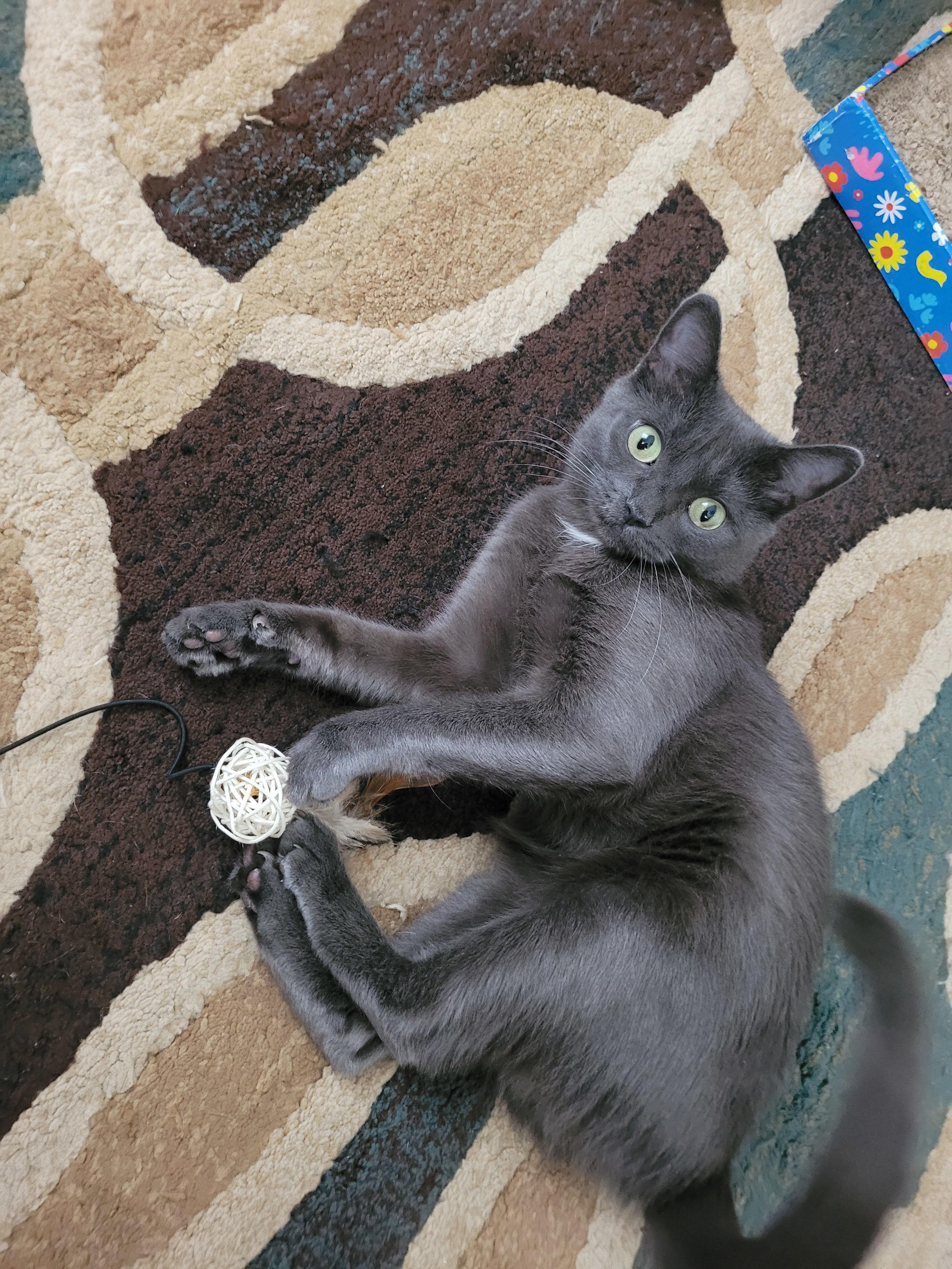 Enlarge Pascal, an adopted Domestic Short Hair in Melrose, MA image 1/6