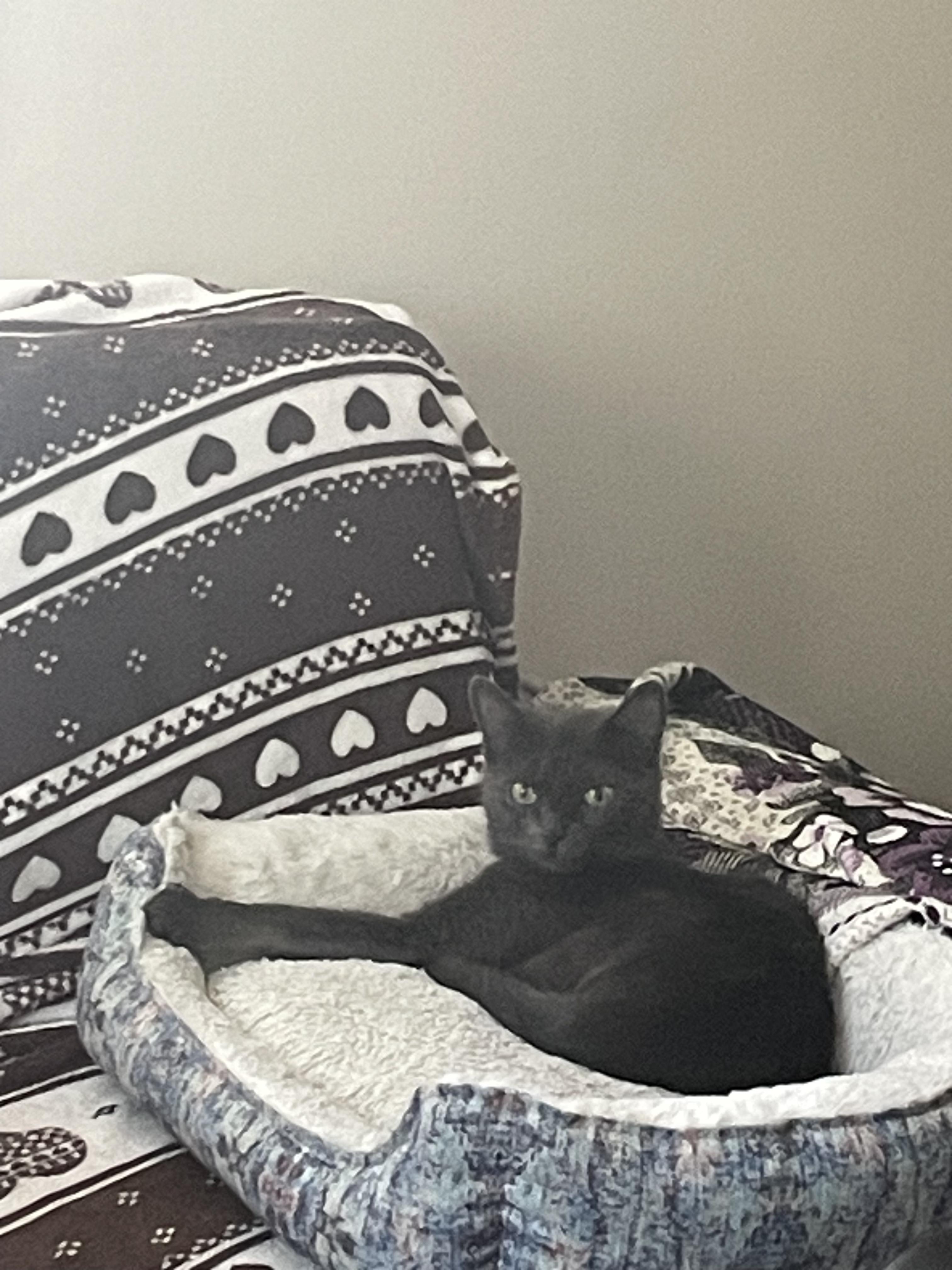 Enlarge Pascal, an adopted Domestic Short Hair in Melrose, MA image 2/6
