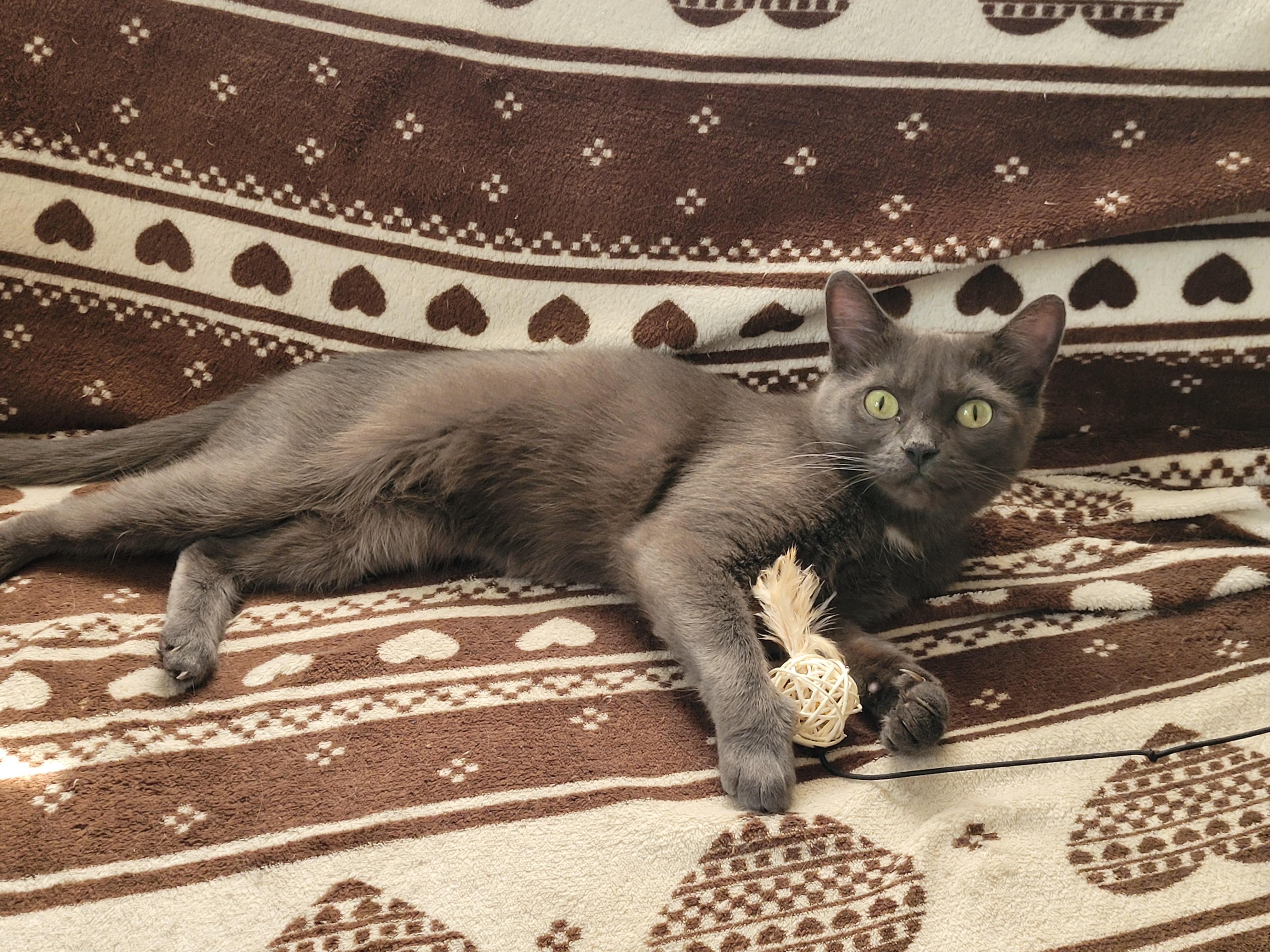 Enlarge Pascal, an adopted Domestic Short Hair in Melrose, MA image 4/6