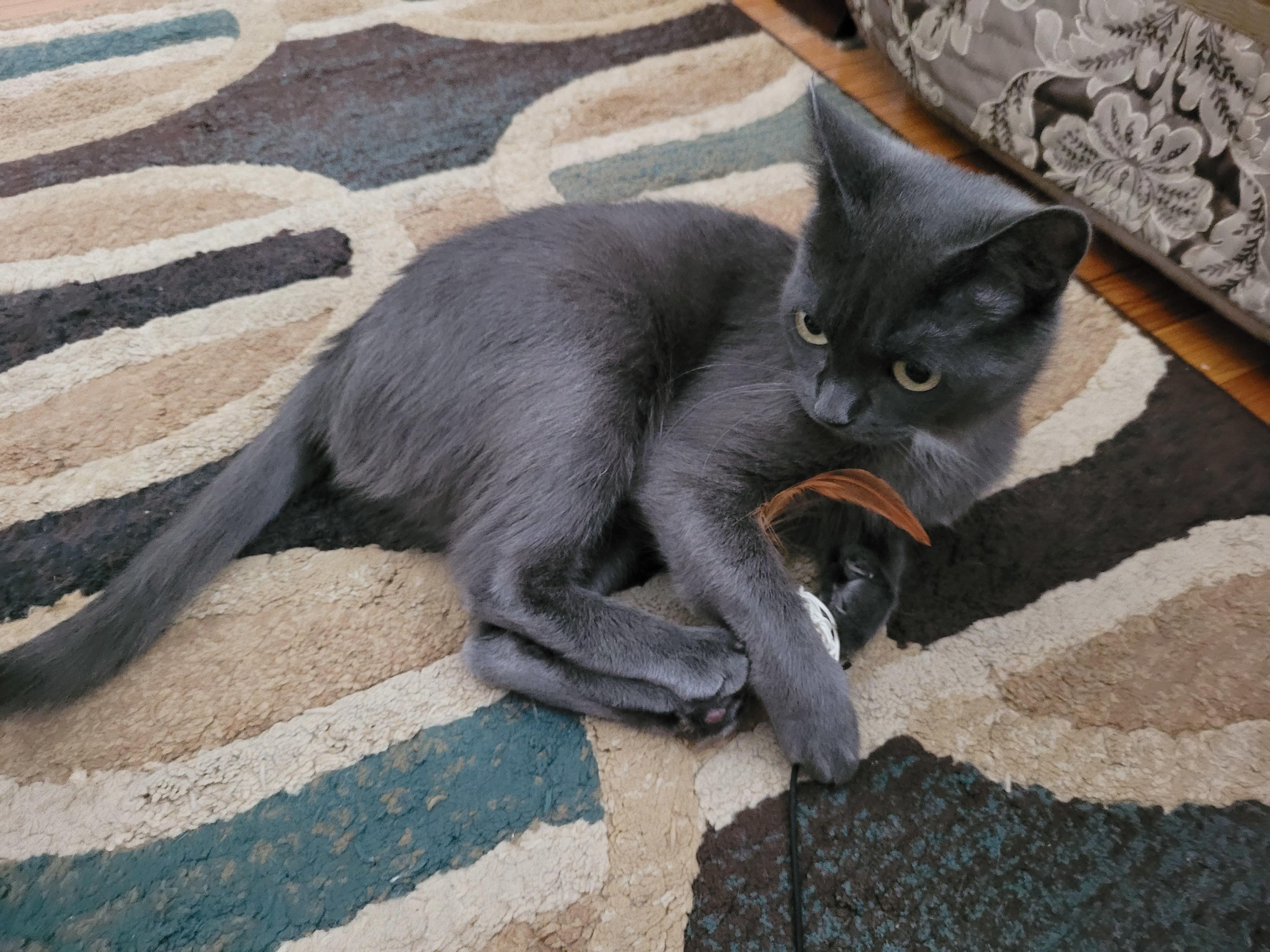 Enlarge Pascal, an adopted Domestic Short Hair in Melrose, MA image 5/6