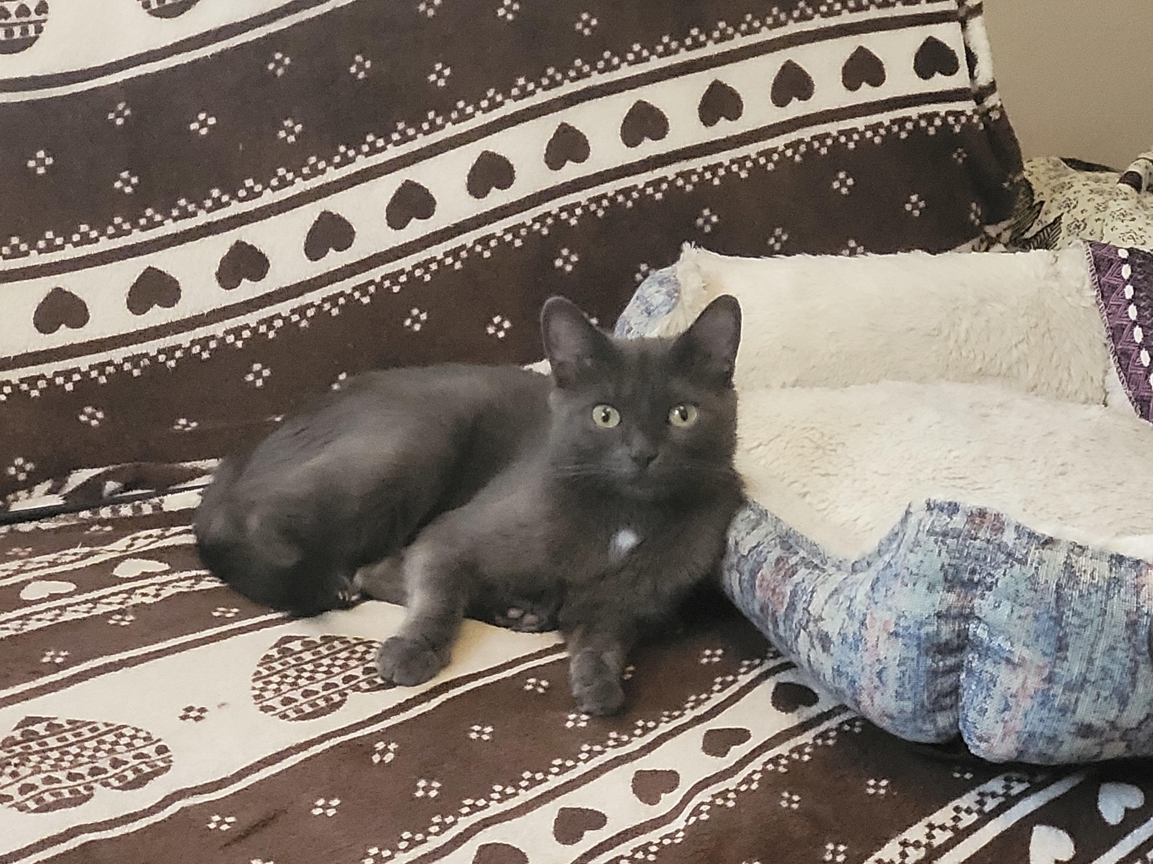 Enlarge Pascal, an adopted Domestic Short Hair in Melrose, MA image 3/6