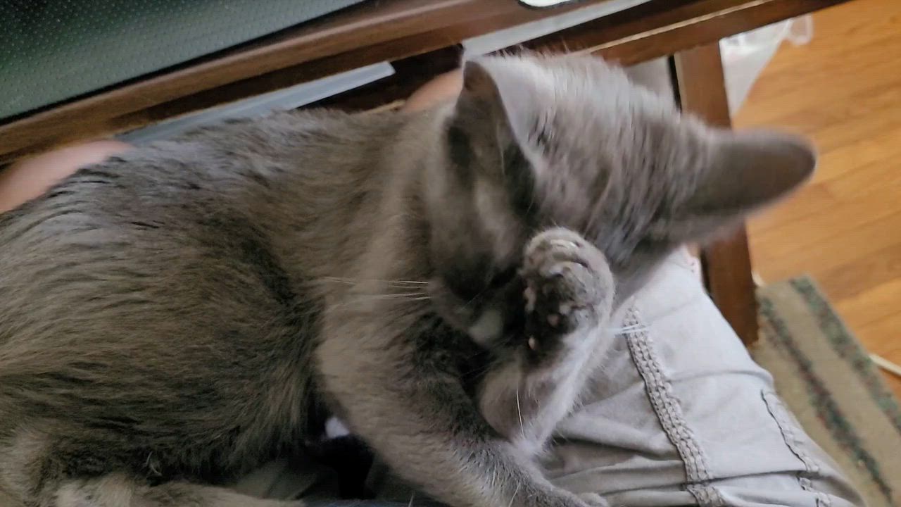 Enlarge Pascal, an adopted Domestic Short Hair in Melrose, MA video 6/6