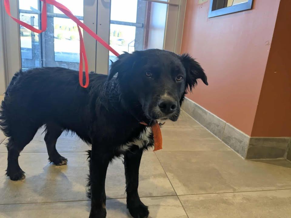 Louie, Adopted, Young Male Labrador Retriever.