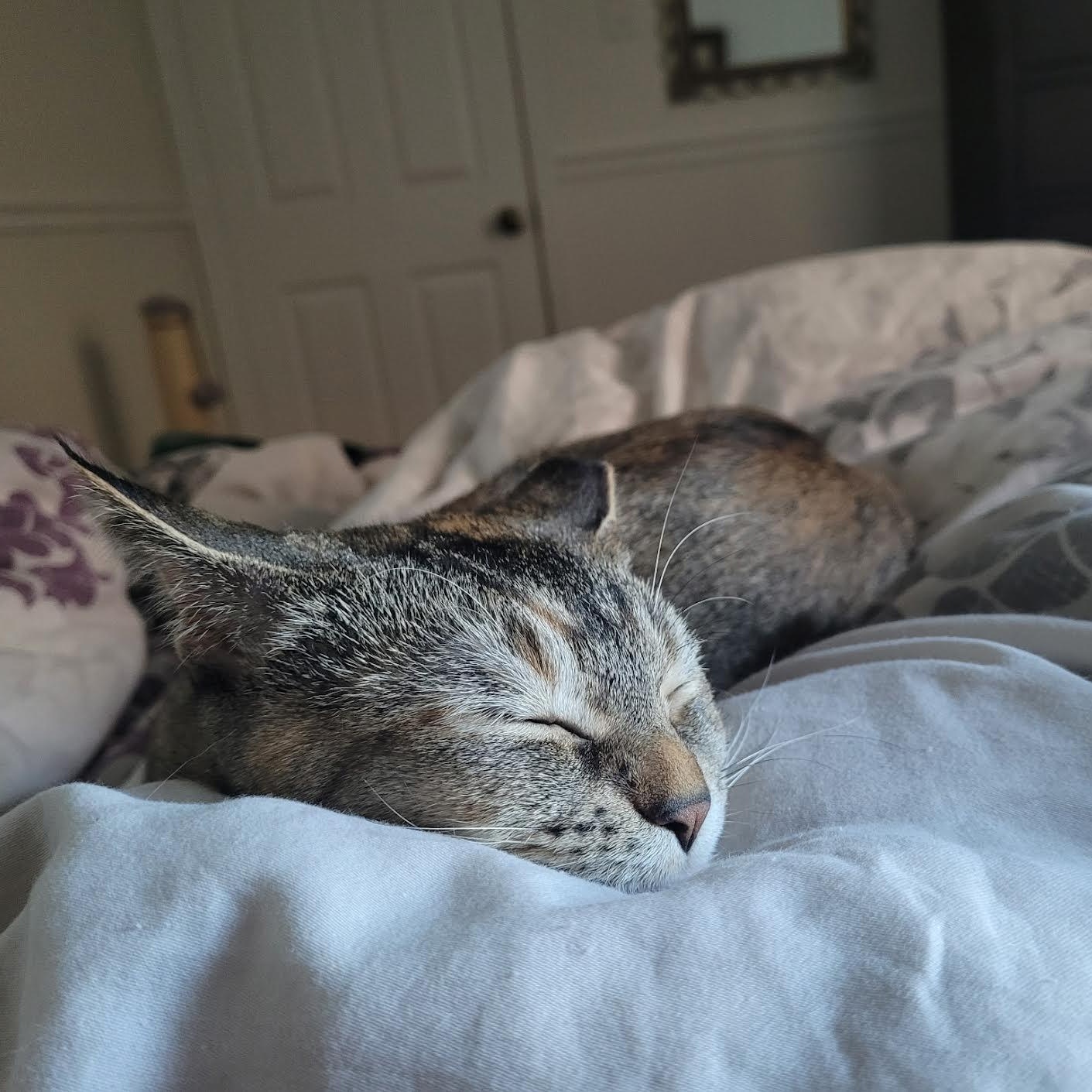 Honey, ADOPTABLE, Young Female Torbie & Calico.