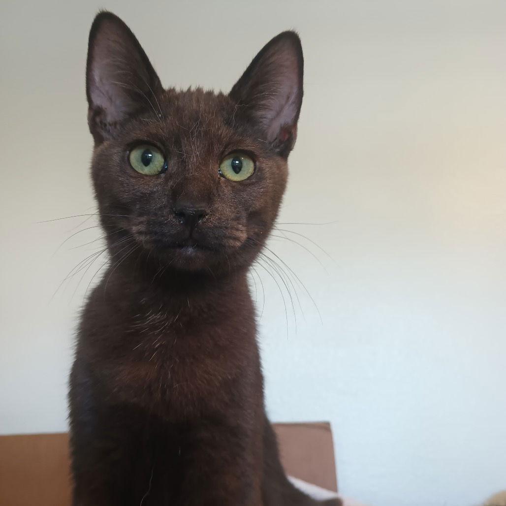 Eleanor, Adoptable, Young Female Domestic Short Hair.