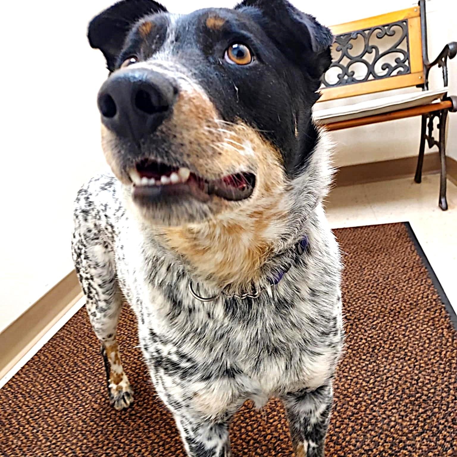 Cisco, a ADOPTABLE mixed breed in Falls Creek, PA image 5/5