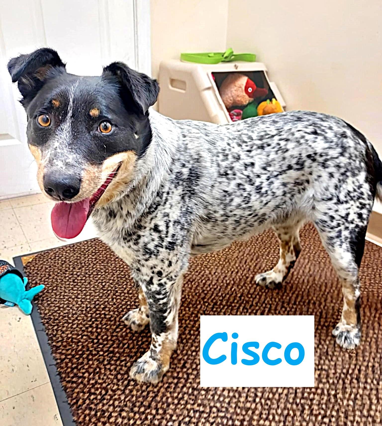 Cisco, a ADOPTABLE mixed breed in Falls Creek, PA image 4/5