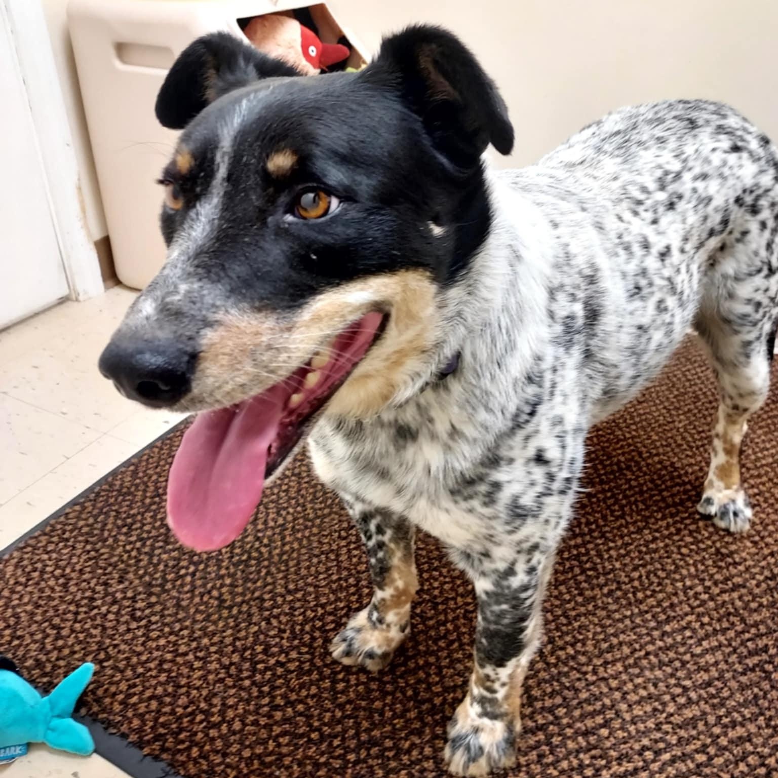 Cisco, a ADOPTABLE mixed breed in Falls Creek, PA image 3/5