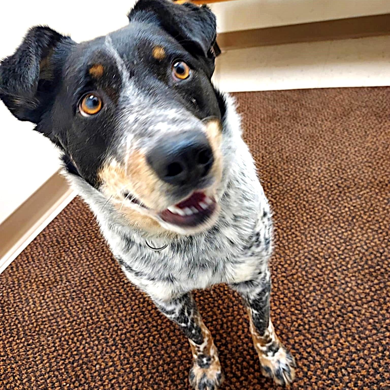 Cisco, a ADOPTABLE mixed breed in Falls Creek, PA image 2/5