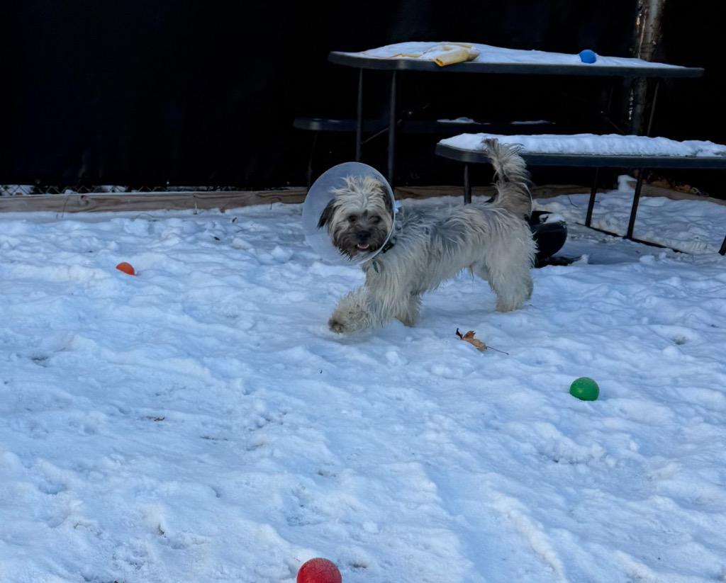 Smores, Adoptable, Young Male Poodle.