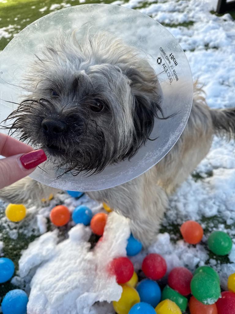 Enlarge Smores, a Adoptable mixed breed in Detroit, MI image 2/3