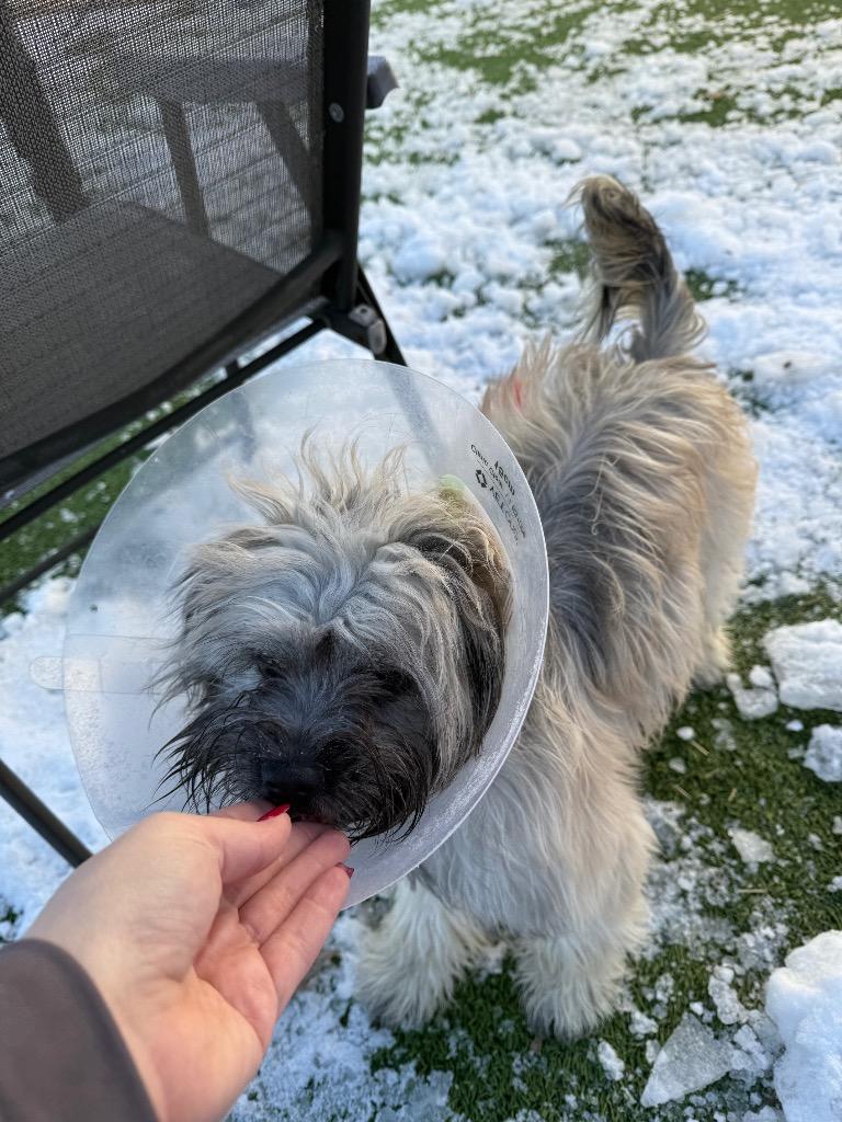 Enlarge Smores, a Adoptable mixed breed in Detroit, MI image 3/3