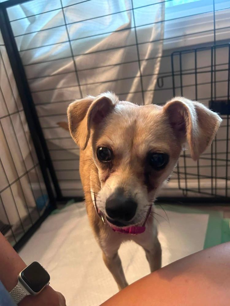 Rosalie, Adoptable, Young Female Chihuahua.