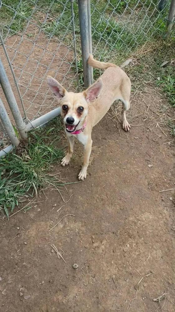 Enlarge Rosalie, a Adoptable mixed breed in Middletown, CT image 3/4