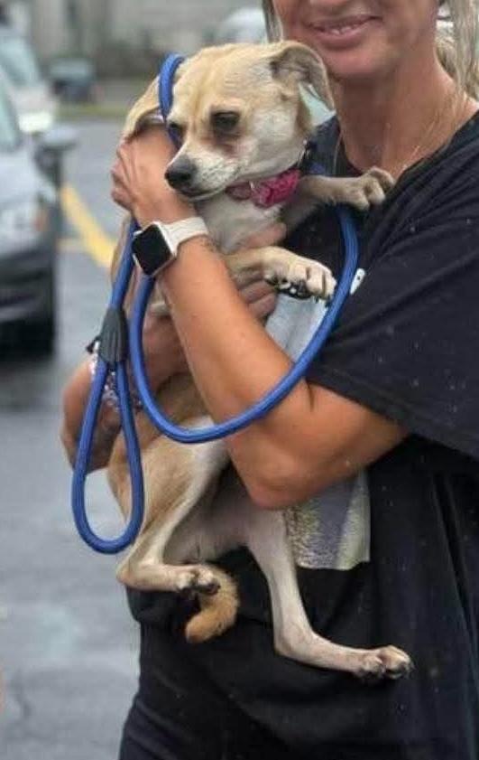 Enlarge Rosalie, a Adoptable mixed breed in Middletown, CT image 4/4