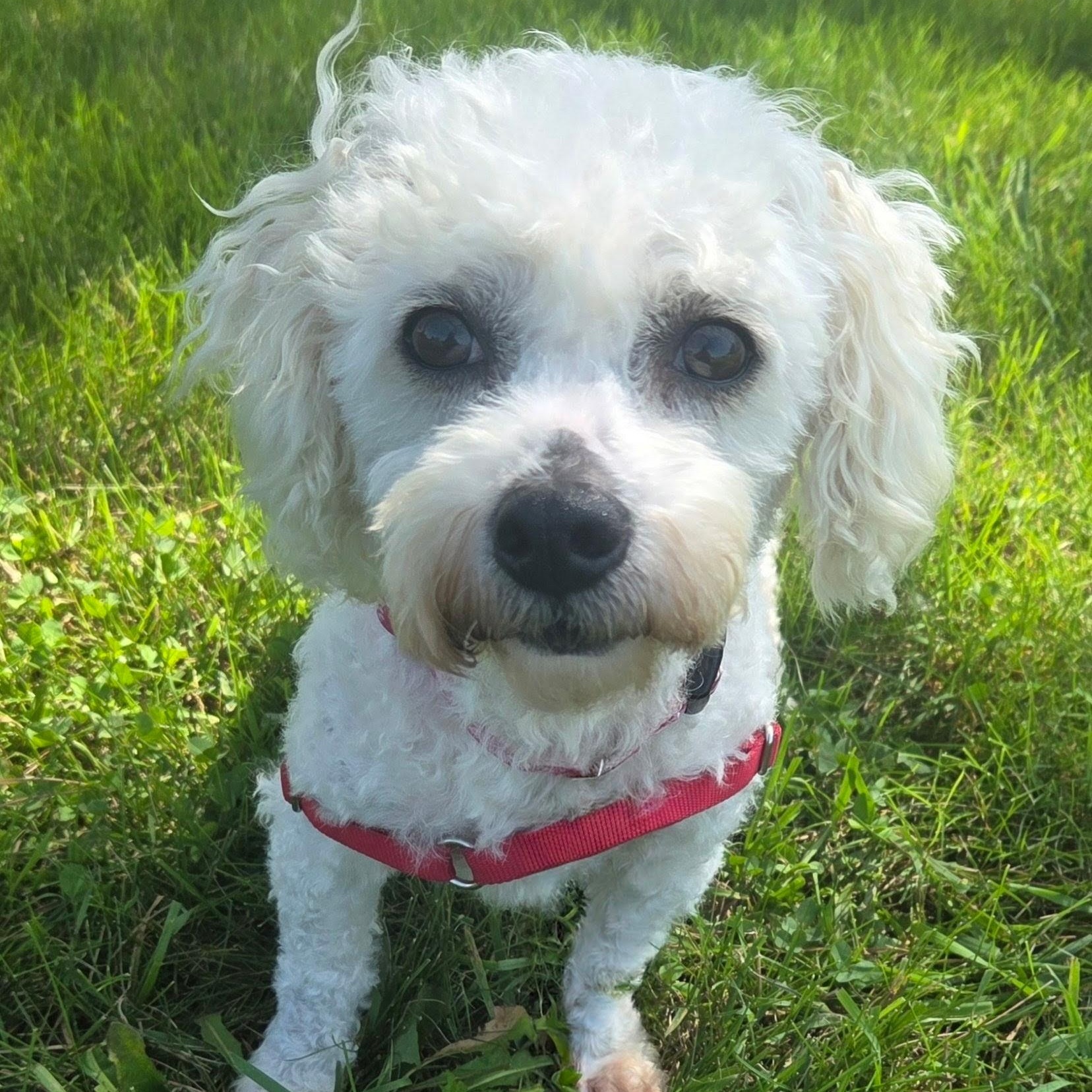 Enlarge Birch, a Adoptable Bichon Frise in Hartland, WI image 4/6