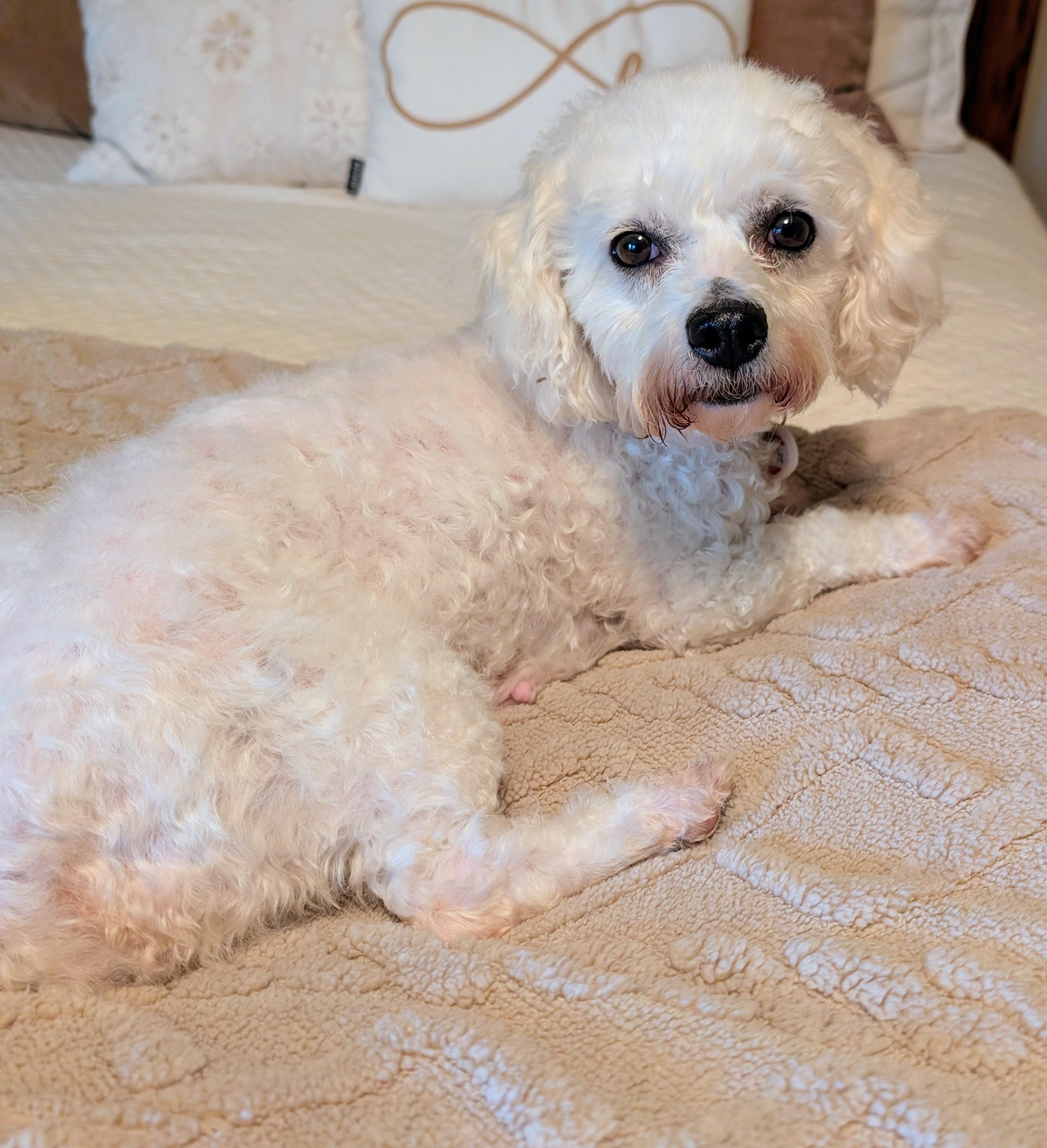 Enlarge Birch, a Adoptable Bichon Frise in Hartland, WI image 2/6