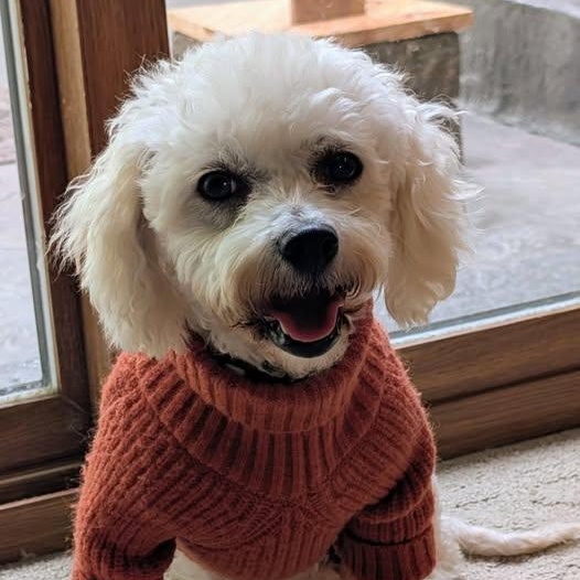 Birch, Adoptable, Adult Female Bichon Frise.