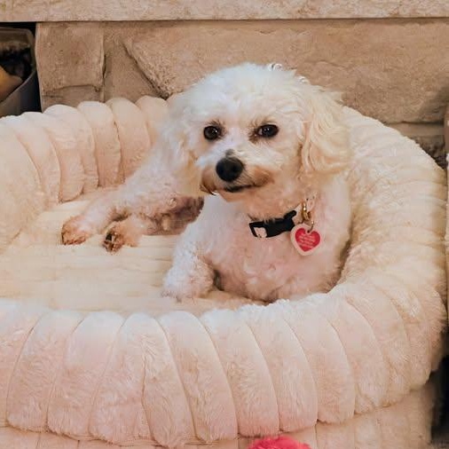 Enlarge Birch, a Adoptable Bichon Frise in Hartland, WI image 3/6