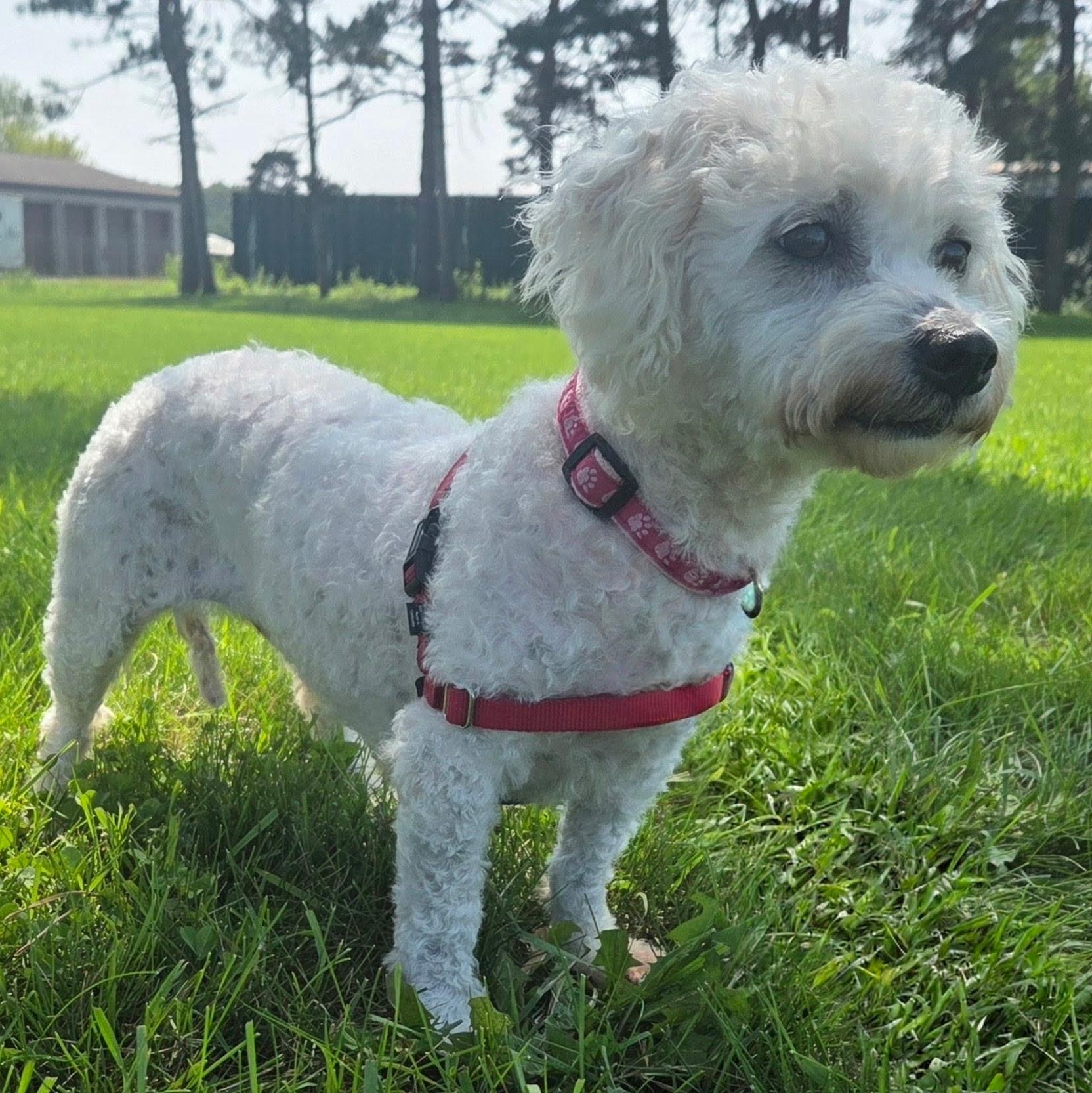 Enlarge Birch, a Adoptable Bichon Frise in Hartland, WI image 5/6