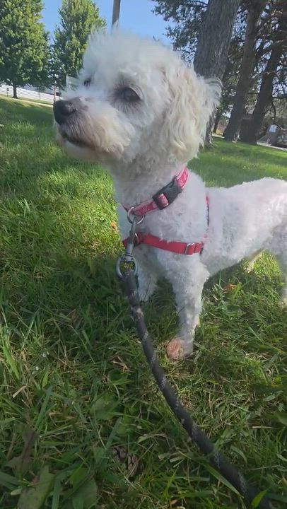 Enlarge Birch, a Adoptable Bichon Frise in Hartland, WI video 6/6