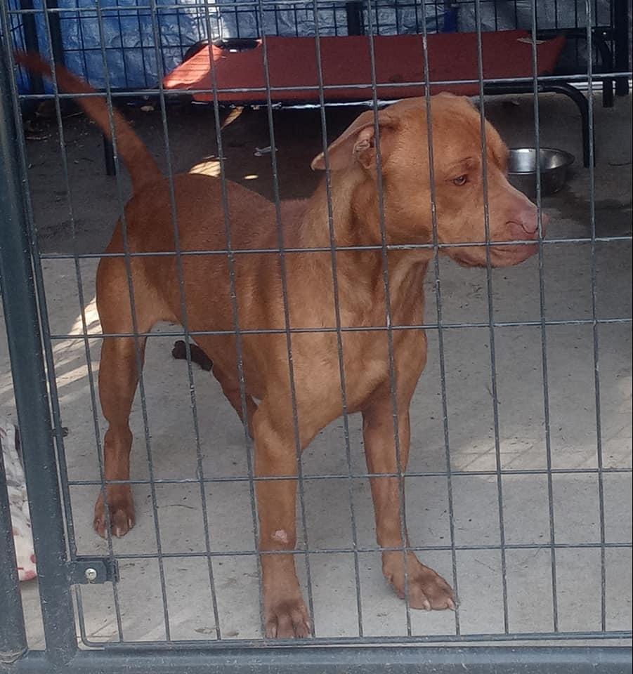 Taylor, Adoptable, Young Male Labrador Retriever.