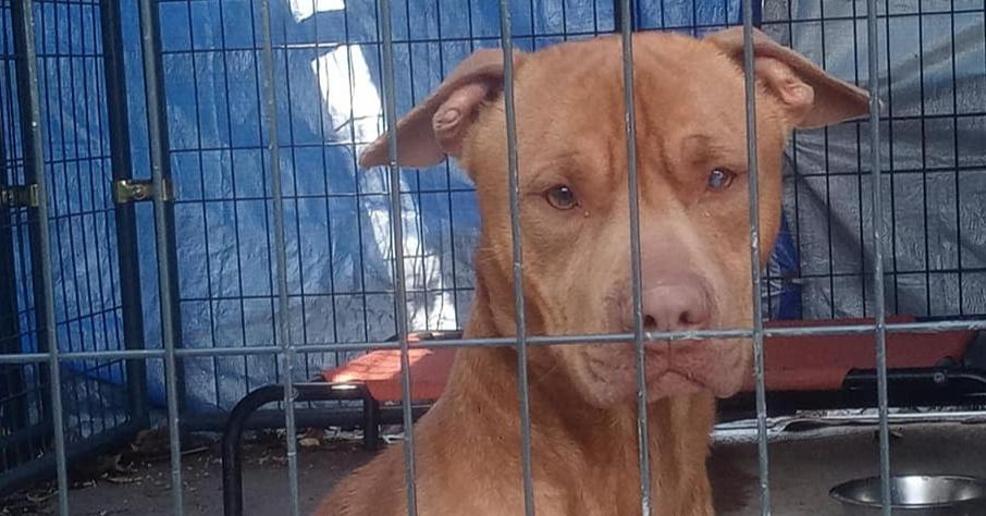 Enlarge Taylor, a Adoptable mixed breed in Ridgeland, SC image 2/6