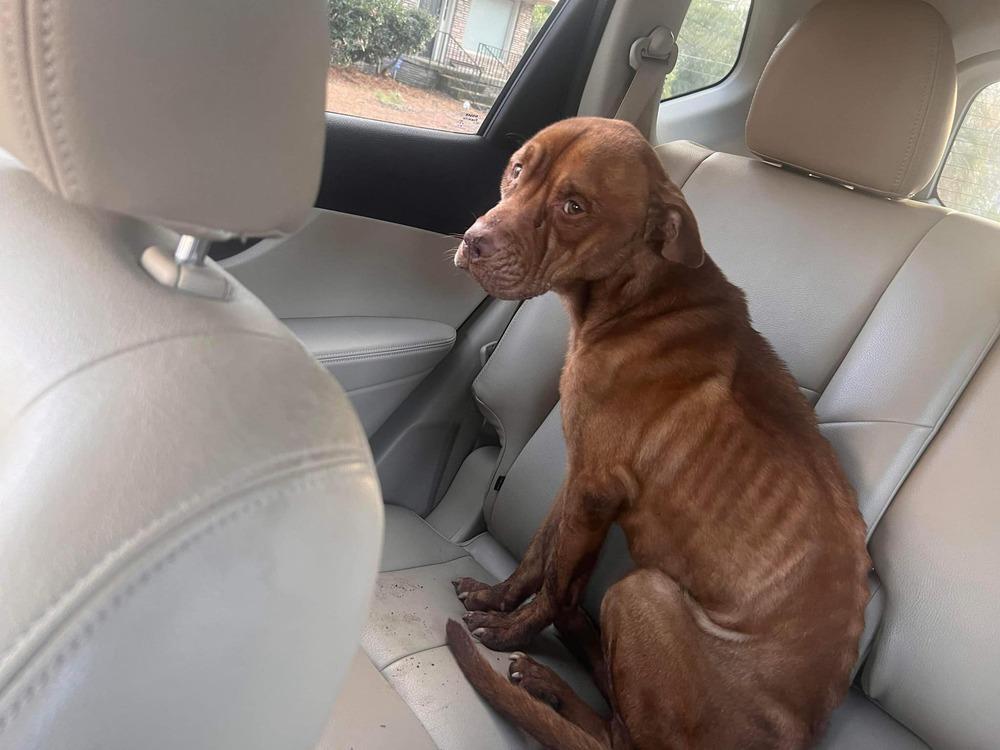 Enlarge Taylor, a Adoptable mixed breed in Ridgeland, SC image 3/6