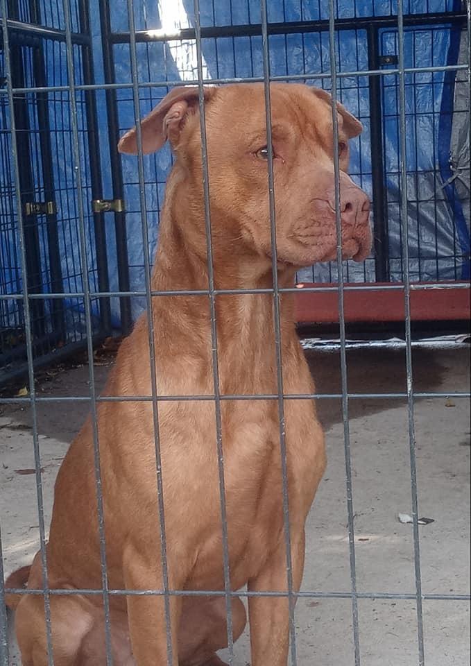 Enlarge Taylor, a Adoptable mixed breed in Ridgeland, SC image 4/6