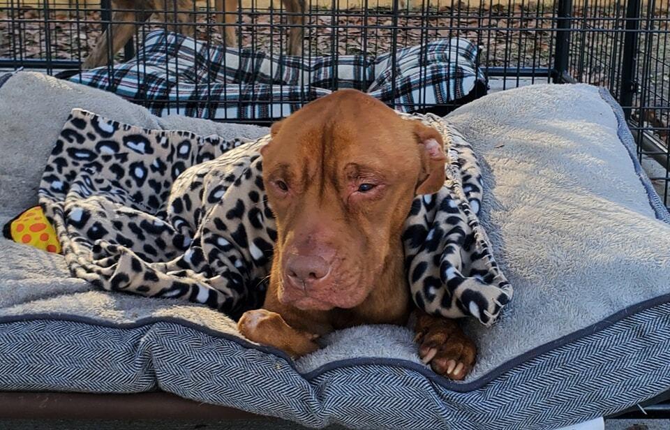 Enlarge Taylor, a Adoptable mixed breed in Ridgeland, SC image 5/6