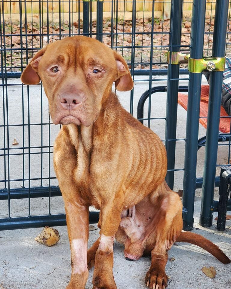 Enlarge Taylor, a Adoptable mixed breed in Ridgeland, SC image 6/6