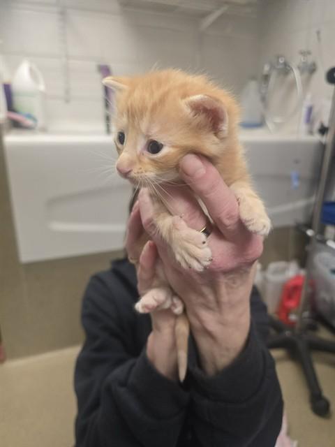 RUSTY, Adoptable, Kitten Male Domestic Short Hair.