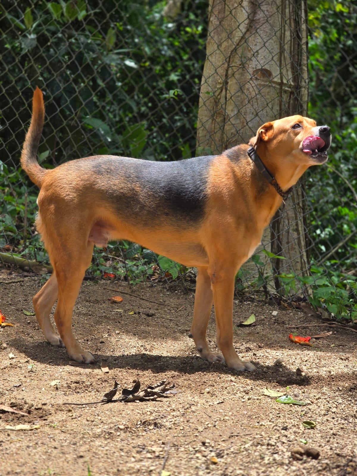 Enlarge Sirius Black, a Adoptable mixed breed in Punta Santiago, PR image 2/4