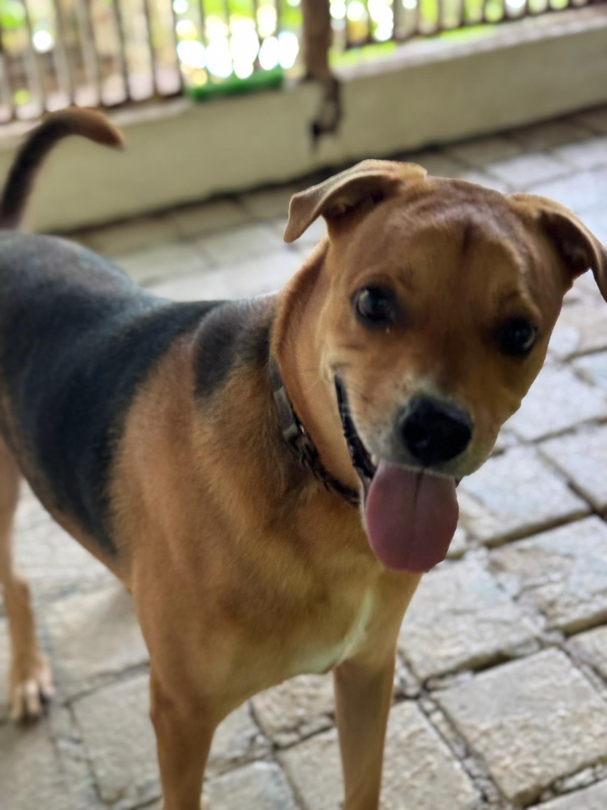 Enlarge Sirius Black, a Adoptable mixed breed in Punta Santiago, PR image 3/4