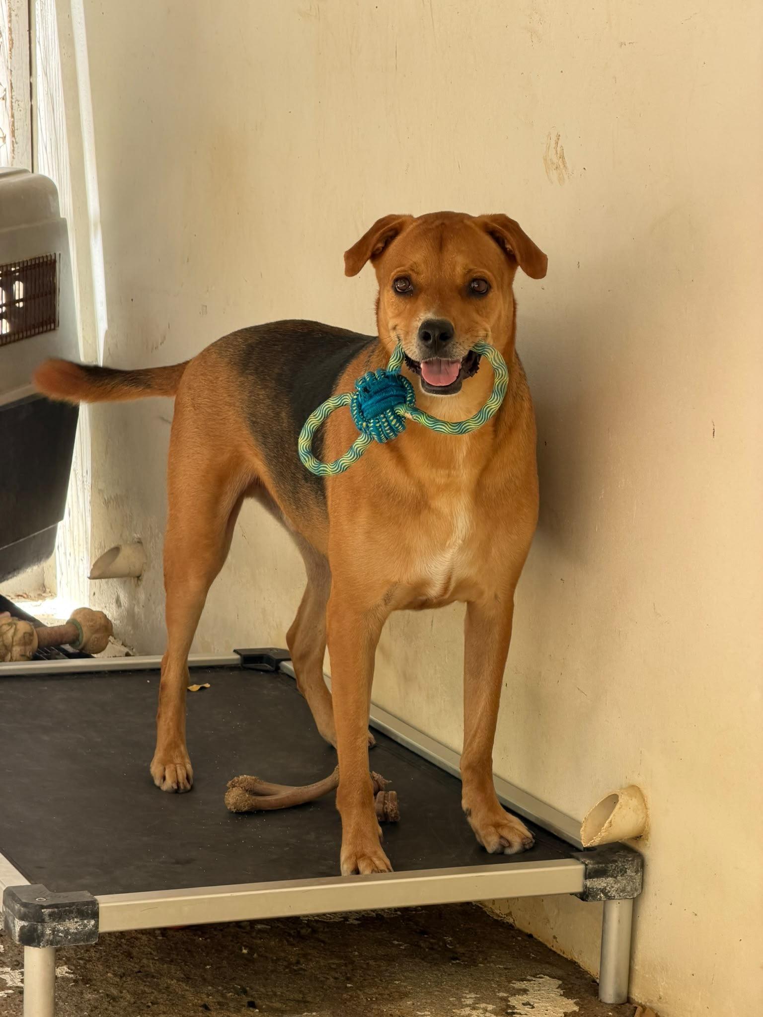 Sirius Black, Adoptable, Adult Male Labrador Retriever & Staffordshire Bull Terrier.