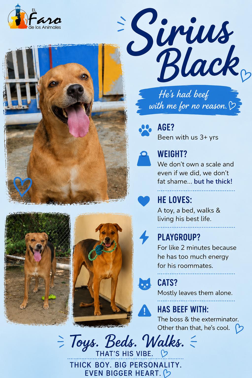 Enlarge Sirius Black, a Adoptable mixed breed in Punta Santiago, PR image 4/4