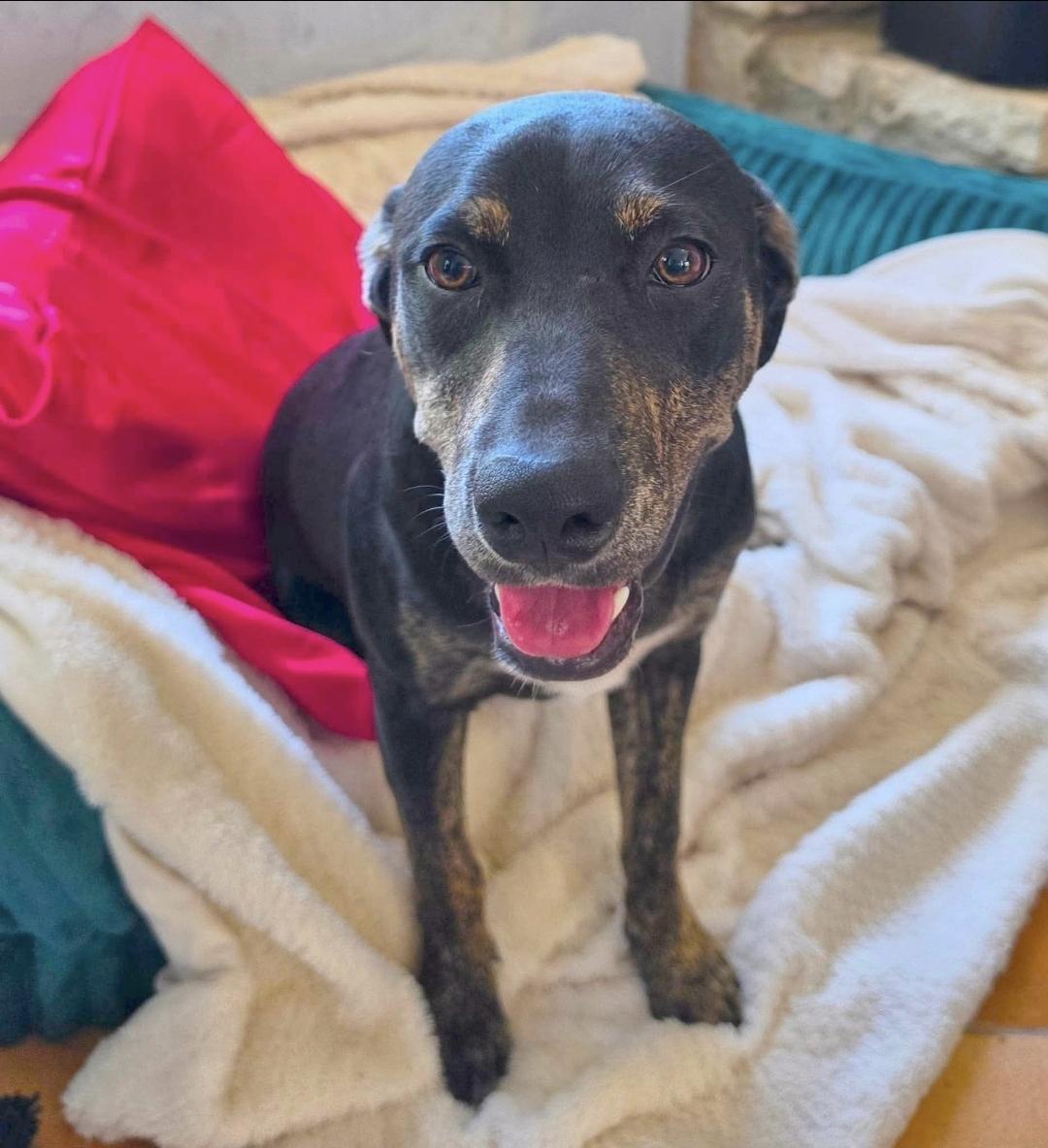 Naomi, Adoptable, Puppy Female Terrier & Doberman Pinscher.